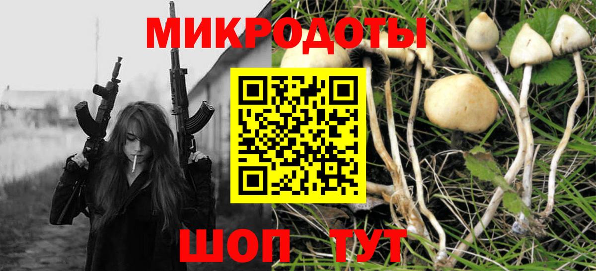 Псилоцибиновые грибы Psilocybe Ессентуки